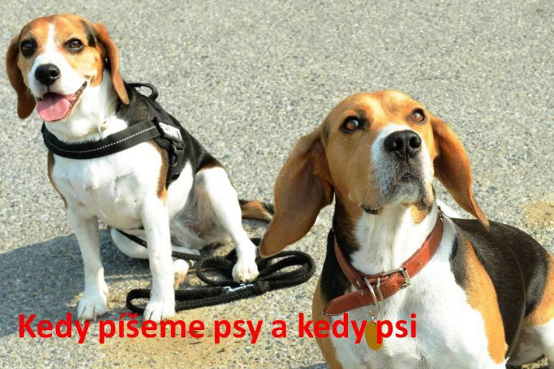 veľké čierne Pánske vtáky